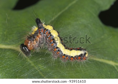 Moth larva spinning net on leaf, macro photo