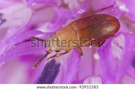 Small beetle feeding on flower, extreme close-up with high magnification