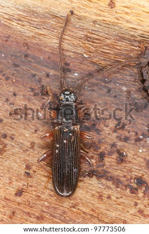 False skin beetle, Cendrophagus crenatus sitting on wood, extreme close-up