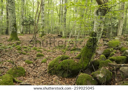Natural deciduous forest in Sweden, these forests are important habitats for many rare insects