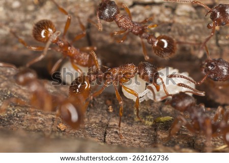 Myrmica ants transporting larva