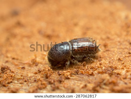 European spruce bark beetle, Ips typographus on wood photographed with high magnification