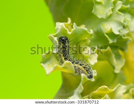 Large white butterfly, Pieris brassicae larva feeding on cabbage