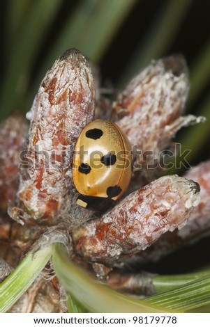 Lady bug (Coccinella septempunctata) sitting on fir branch