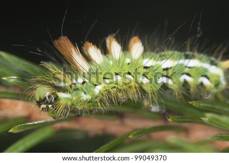 Calliteara abietis moth larva feeding on fir, macro photo