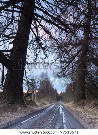 Wet spring road with old larch trees