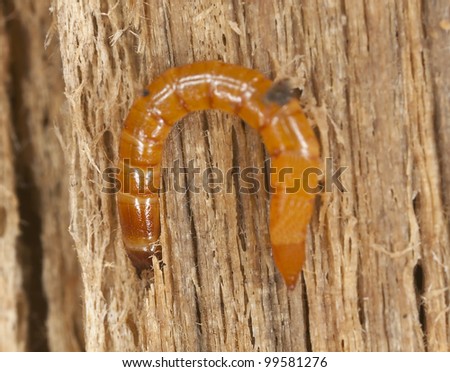 Click beetle larvae on wood, macro photo