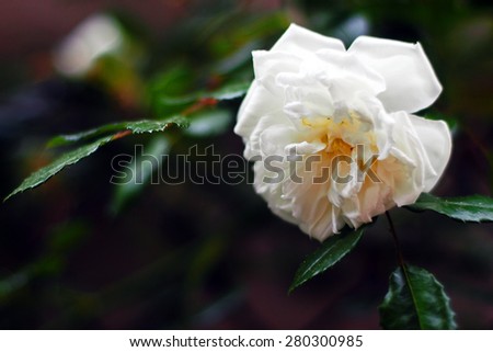 Ancient variety of rambler rose, \