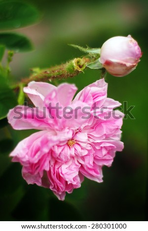 Ancient variety of damask rose, the \