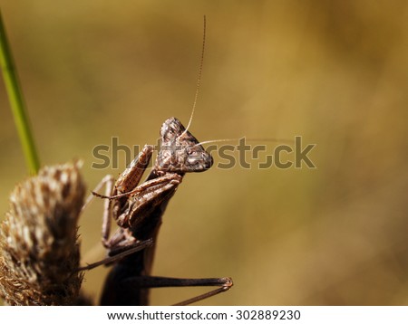 Female dwarf mantis (Ameles sp.) in CorfÃ¹, Greece.