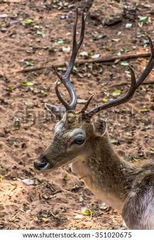 Deer Head Close up