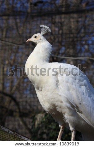 White Albino Peacock