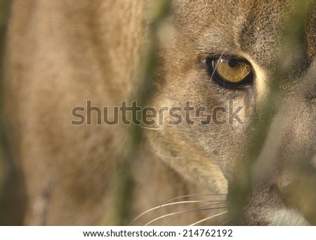 Mountain Lion (Cougar) portrait, with focus on the eye. Captive animal.