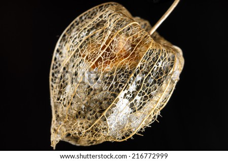 Dried flower of a chinese lantern plant extracted in front of a black background