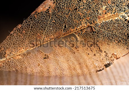 Skeleton of a Crumbled Book leaf on a light brown wooden board