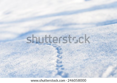 Animal tracks in the freshly fallen snow on New Year's Day