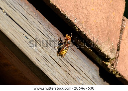 Hornet sitting in the sun on a roof top cleaning its antennas.