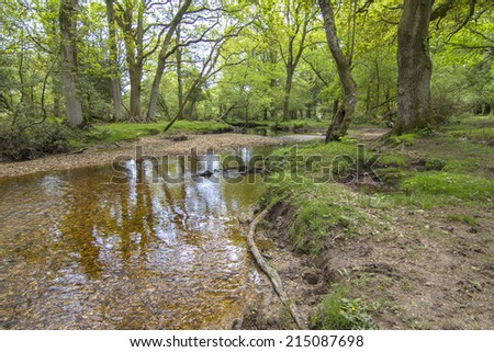 a river running through the woods in New Forest, Hampshire