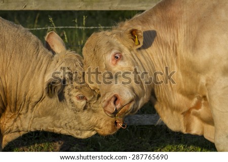 sharing the love 2 bulls face to face