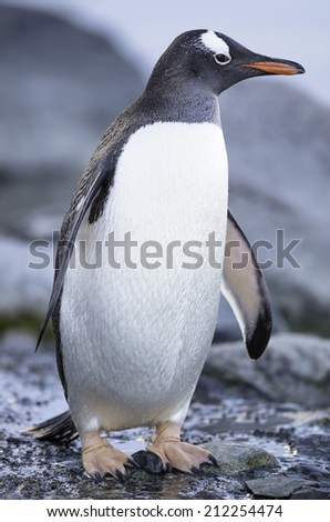 Gentoo penguins at Antarctic Peninsula