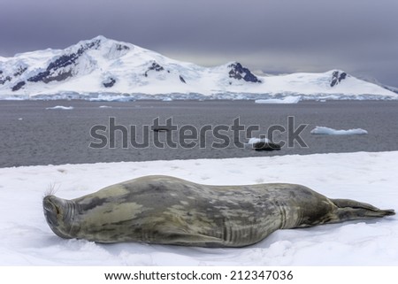 Weddell seal (Leptonychotes weddellii), Antarctic Peninsula