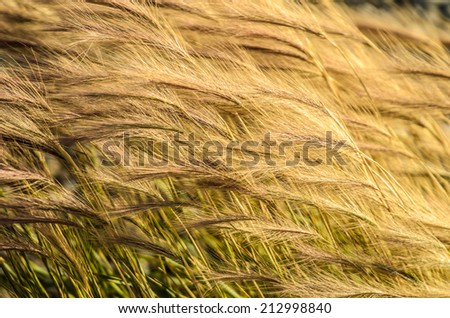 Wheat plantation, Puerto Natales, Chile