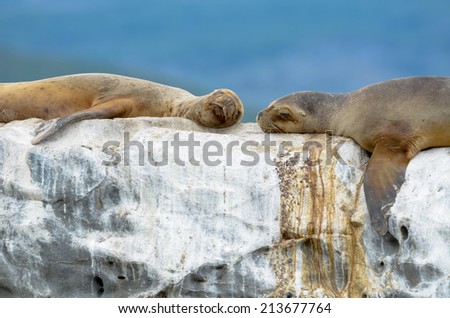 south american sea lions at beagle channel