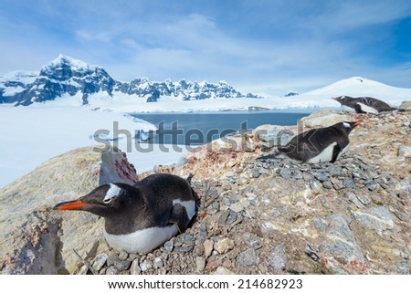 Calf of a gentoo penguin with its mother, Antarctic Peninsula
