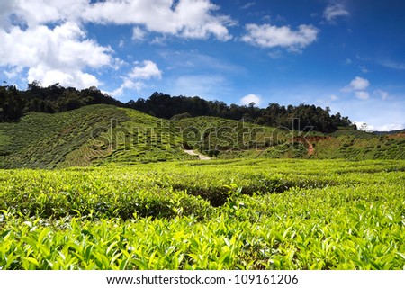 Tea plantation landscape in Cameron Highland, Malaysia