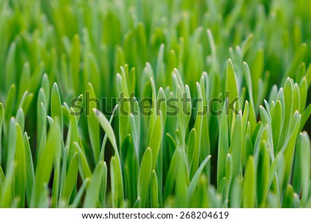 Close up of fresh green grass for cats. Cat grass