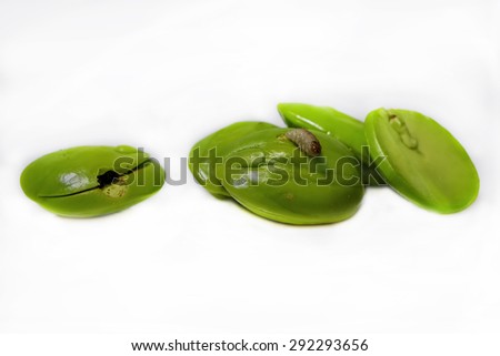 Parkia speciosa (petai, bitter bean, twisted cluster bean, stinker or stink bean) and fruit worm isolated on white background