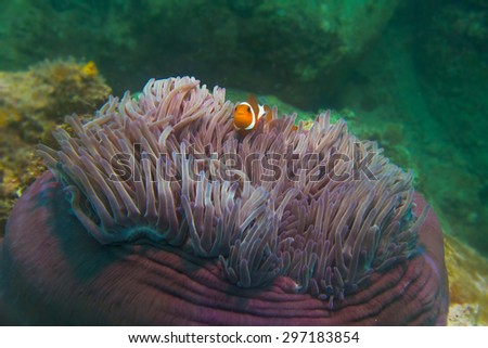 Clown fishes in anemones on the ocean bottom