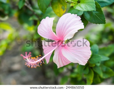 The pink Chinese Rose or Rosa mallow or Hibiscus rosa-sinensis L.