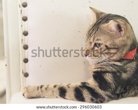 Soft focus of cat, Selective focus on eye, filter process