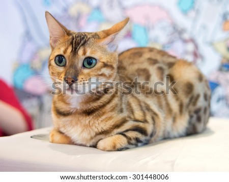 Cute Cat with the watchful glowing eyes, Selective focus on eyes