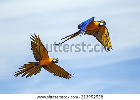 Blue and Yellow Macaws in Flight