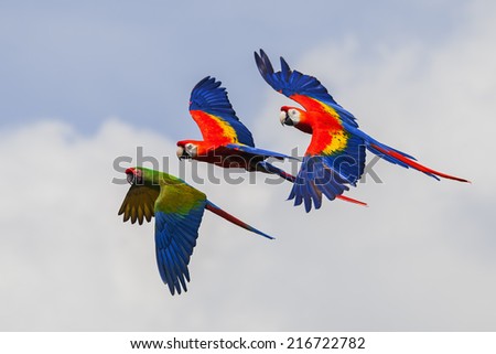 Colourful Macaws in flight