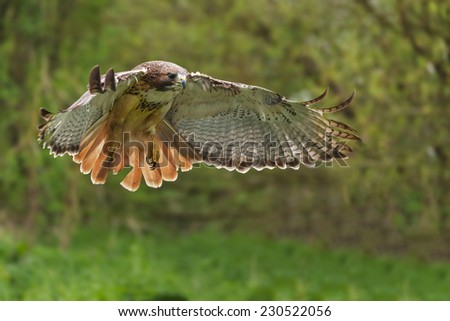 red-tailed hawk in flight. A magnificent red-tailed hawk is caught in flight as it prepares to land
