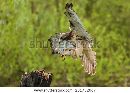Red-tailed hawk about to land. A beautiful red-tailed hawk is seen as it prepares to land on a tree stump.