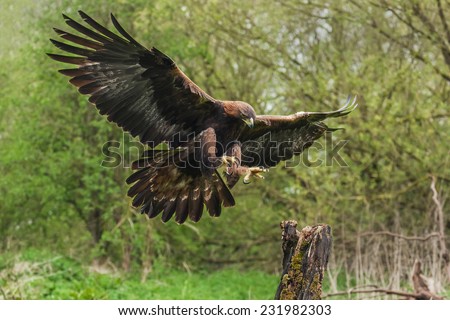 Golden eagle about to land. A magnificent golden eagle is seen as it prepares to land on a tree stump
