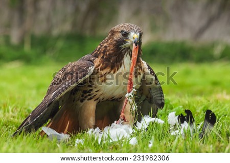 Struggling with lunch. A red-tailed hawk struggles to extract the intestines of its pigeon prey.