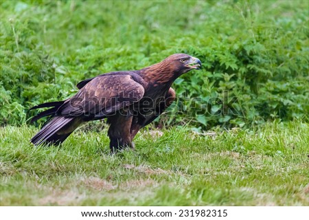 Golden eagle on the ground. A magnificent golden eagle is seen standing on the ground.