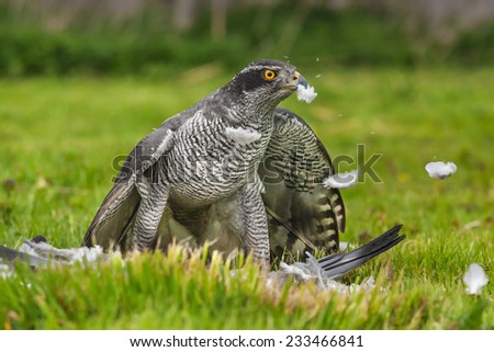Goshawk sends the feathers flying. As it plucks its pigeon prey a magnificent male goshawk sends the feathers flying.blue head,golden eye,hooked beak