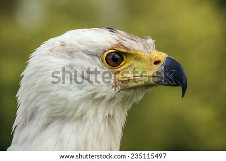 African fish eagle profile. A close up head and shoulders view of a magnificent african fish eagle.