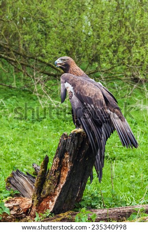 Golden eagle at rest A magnificent golden eagle is seen resting on a tree stump.