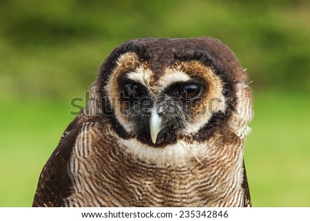 Malaysian wood owl head and shoulders. A close up head and shoulders view of a lovely malaysian wood owl.
