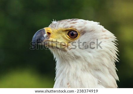 African fish eagle in profile. A close up head and shoulders view of a magnificent african fish eagle.