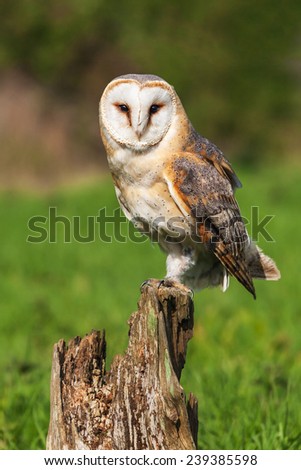 Barn owl facing the camera. A beautiful barn owl stares at the camera from its perch on a tree stump.