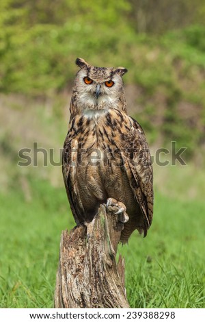 Eagle owl perched on tree stump. A magnificent eagle owl faces the camera from its perch on a tree stump.