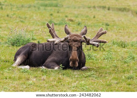 Moose at rest. A weary looking moose rests in a grassy field.